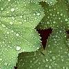Alchemilla mollis, leaves