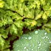 Alchemilla mollis, leaves