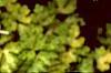 Alchemilla mollis, leaves