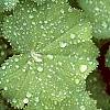 Alchemilla mollis, leaves