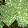 Alchemilla mollis, leaves