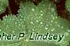 Alchemilla mollis, leaves