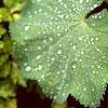 Alchemilla mollis, leaves