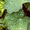 Alchemilla mollis, leaves