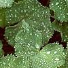 Alchemilla mollis, leaves