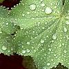Alchemilla mollis, leaves