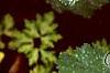 Alchemilla mollis, leaves