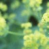 Alchemilla mollis, flowers