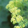 Alchemilla mollis, flowers