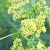 Alchemilla mollis, flowers