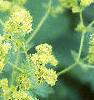 Alchemilla mollis, flowers