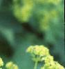 Alchemilla mollis, flowers