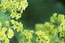 Alchemilla mollis, flowers