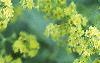 Alchemilla mollis, flowers