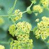 Alchemilla mollis, flowers