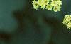 Alchemilla mollis, flowers
