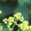 Alchemilla mollis, flowers