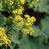 Alchemilla mollis, flowers