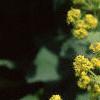 Alchemilla mollis, flowers
