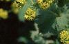Alchemilla mollis, flowers