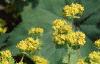 Alchemilla mollis, flowers