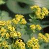 Alchemilla mollis, flowers