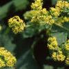 Alchemilla mollis, flowers