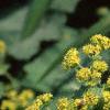 Alchemilla mollis, flowers