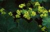 Alchemilla mollis, flowers