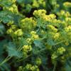 Alchemilla mollis, flowers