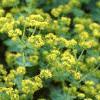 Alchemilla mollis, flowers