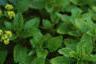 Alchemilla mollis, flowers