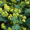 Alchemilla mollis, flowers