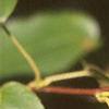 Amelanchier arborea, leaves