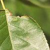Amelanchier arborea, leaves