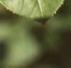 Amelanchier arborea, leaves
