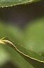 Amelanchier arborea, leaves