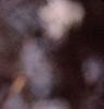 Amelanchier arborea, leaves