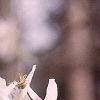 Amelanchier arborea, leaves