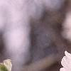 Amelanchier arborea, leaves