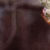 Amelanchier arborea, leaves