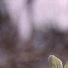 Amelanchier arborea, leaves