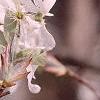 Amelanchier arborea, leaves