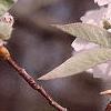 Amelanchier arborea, leaves