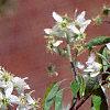 Amelanchier arborea, flowers