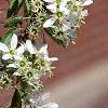 Amelanchier arborea, flowers