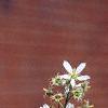 Amelanchier arborea, flowers