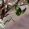 Amelanchier arborea, flowers