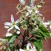 Amelanchier arborea, flowers