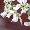 Amelanchier arborea, flowers